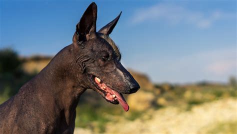  El Xoloitzcuintli와 함께 떠나는 죽음의 신비로운 여정