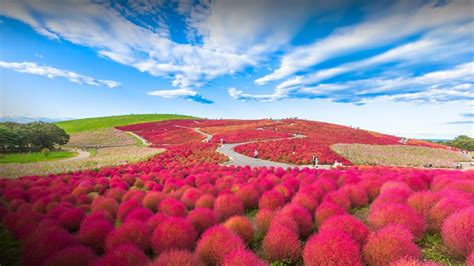 ひたちなか市 バイト ～海と緑が織りなす仕事の風景～