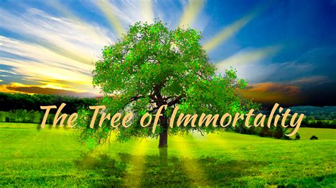  Immortality Tree가 나누어 주는 아름다움과 슬픔의 교훈은 무엇일까요?