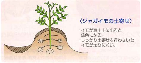 ジャガイモ 秋植え：土壌の神秘と収穫の喜び