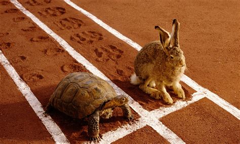  The Tortoise and the Hare - A South African Tale Highlighting Patience and Persistence Over Arrogance and Speed