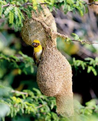  “The Weaver Bird” - A Magical Tale of Selflessness and Community in 7th Century Ethiopia!