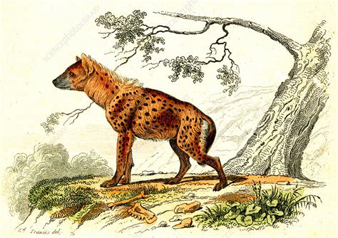  Wisdom of the Hyena: A 19th-Century Ethiopian Folk Tale Exploring Greed and the Dangers of Dishonesty!